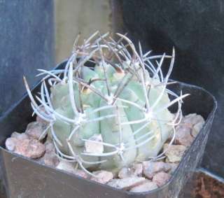 Eriosyce paucicostata viridis Blue Body Single Cactus  