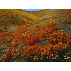  Poppies Growing on Valley, Antelope Valley, California 