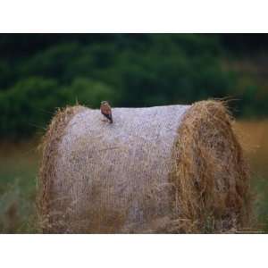  An Australian Kestrel Perches on a Large Bail of Hay 