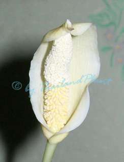 Bulb AMORPHOPHALLUS SUMAWONGII Plant Phytosanitary Cer.  