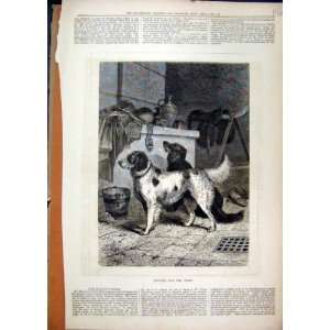   Dogs Stable 1877 Bucket Horse Saddle Brush Old Print