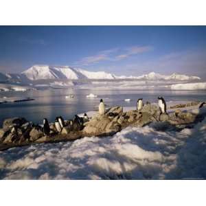  Gentoo Penguins on Wiencke Island, with Anvers Island in 