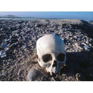  Skull from a Midden, an Ancient Refuse Pile, Sits on Rocky 