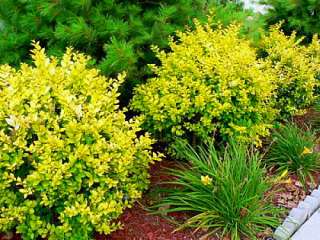 Golden Vicary Privet   Ligustrum   Easy to Grow   Potted  