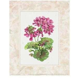  Fleur Du Jour Geranium Poster Print