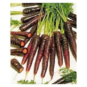  Purple Haze Carrot 100 Seeds   NEW Patio, Lawn & Garden