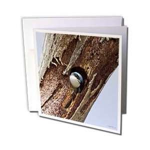  VWPics Birds   Tree Swallow looks out from its nest in a 