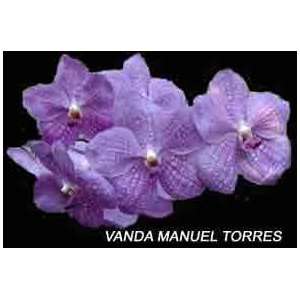 Vanda Manuel Torres 1608H  Grocery & Gourmet Food