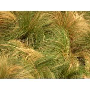 Close up of Long Brown and Green Grass Waving in the Wind Photographic 