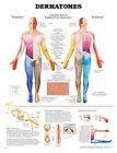 Dermatones Anatomical Anatomy Chart Poster Laminated   Massage Therapy 