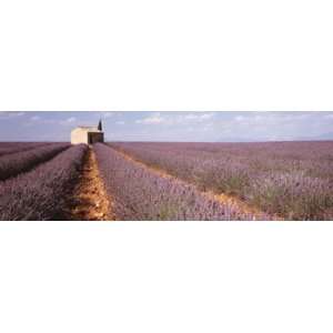  Lavender Field, Valensole Province, France Photographic 