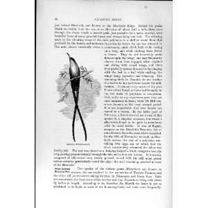  JAMAICA HUMMING BIRD PICARIAN NATURAL HISTORY 1895