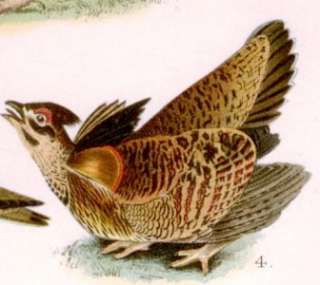 Nuttalls Bird Chromolithograph  1897  PLOVER & GROUSE  