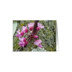  Blank Note Card, Redbud Tree Blossoms Photograph Card 