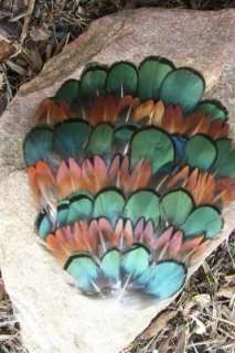 230 GREEN AMHERST & GOLDEN PHEASANT FEATHERS PAD  