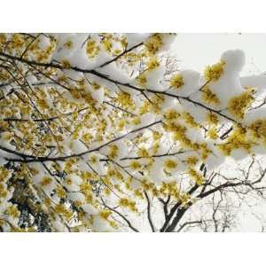  Fluffy Snow Clings to the Yellow Branches of a Flowering 