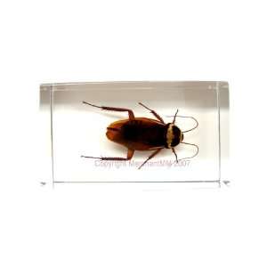  REAL INSECT SPECIMEN TAXIDERMY TEACHING AIDE   COCKROACH 