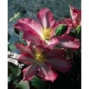  Clematis Asao Patio, Lawn & Garden