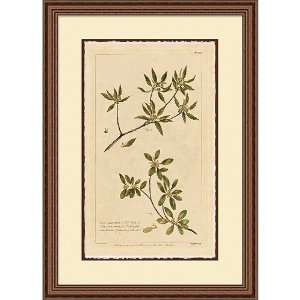    Framed Giclee Print   Naturalist Branches 2