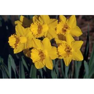  Daffodil Primeur Flower Bulbs   6 Bulbs Patio, Lawn 