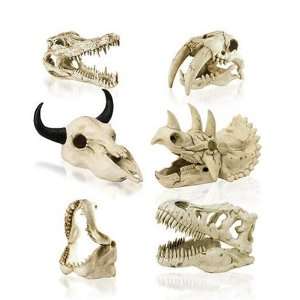   Imports Mini Dinosaur Skull Ornaments, Set of 18