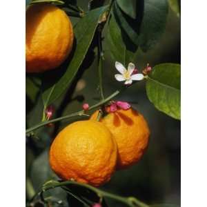 Orange Fruits and Blossom (Citrus Aurantium Sinensis) Premium Poster 