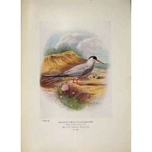  Common Tern Colour Antique Old Print Bird Egg Fine Art 