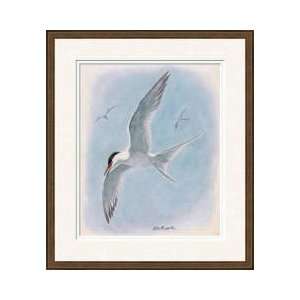  Common Tern Flying With Two Distant Companions Framed 