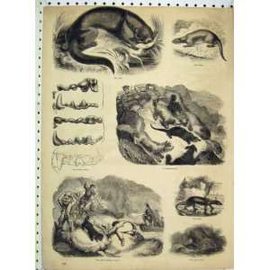   Otter Hunting Cairn Teeth Cave Dogs Man Gun Old Print