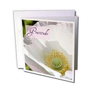 Patricia Sanders Flowers   Gratitude Poppy Flower Inspiratonal Quotes 