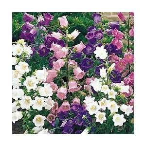  Multi Color Canterbury Bells Seeds 4 Tall Patio, Lawn 