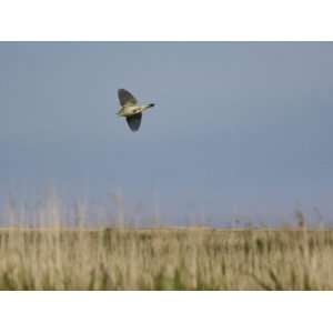 Sedge Warbler in Display Flight over Coastal Reed Scrub, Norfolk, UK 