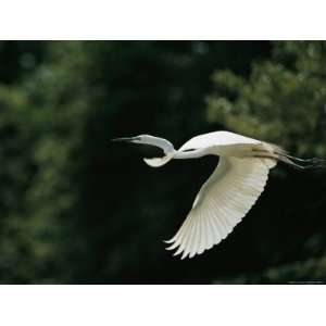  A Graceful Great Egret, Egretta Alba, in Flight 