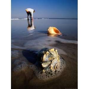  View of a Beachcomber and Seashells Awash in the Surf 