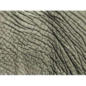  A Close View of an African Elephants Skin National 