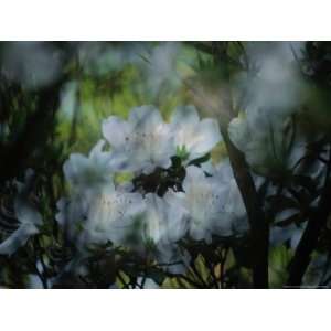  Close up of a Flowering Azalea Bush National Geographic 