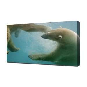  Polar Bear Swimming   Canvas Art   Framed Size 32x48 