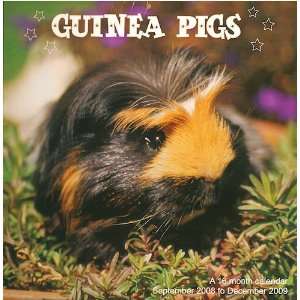  Guinea Pigs a 16 Month 2009 Calendar