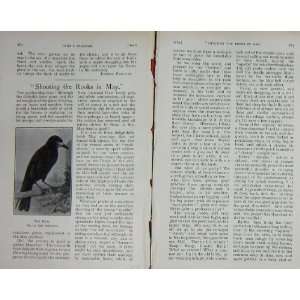  1914 Antique Print Rook Bird Shooting BailyS Magazine 