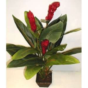  3 Deluxe Torch Ginger Plant