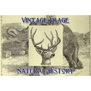   Magnet Vintage Natural History Image Head of Mule Deer