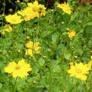  Coreopsis auriculata Nana 3 1/2 inch Pots Patio, Lawn 