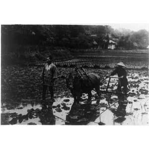  Rice culture in Japan Plowing paddy field,2 men with an 