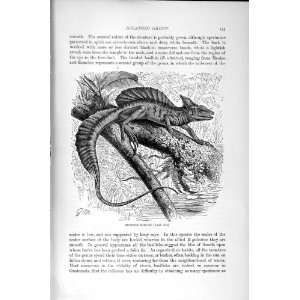   HISTORY 1896 HELMETED BASILISK IGUANOID REPTILE