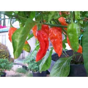  Bhut Jolokia Ghost Chile 10 Dried Peppers Patio, Lawn 