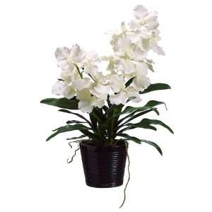  27 Vanda Orchid Plant x2 in Ceramic Pot Cream (Pack of 2 