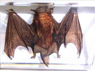 Real Bat Specimen    Common Pipistrelle (87x57x20 mm clear Lucite 
