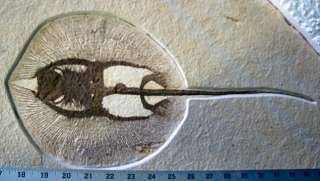 rm69   Fossil Fish Plate   Stingray + 2 Phareodus   Museum Quality 