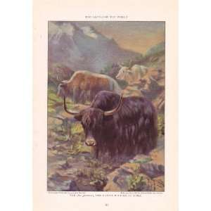   grunniens   Cattle of the World Edward Herbert Miner Vintage Cow Print