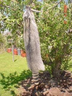 A+ Best Raccoon pelt silver tip fur tanned hide skin  